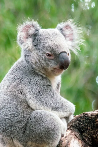 Koala Pihenés Egy Fán Perth Ausztrália — Stock Fotó