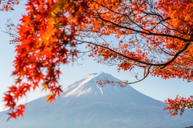 Mt. Fuji sonbaharda Kawaguchigo Gölü 'nde kırmızı akçaağaç yaprakları ile Japonya' da