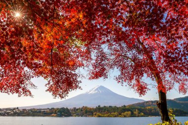 Mt. Fuji sonbaharda Kawaguchigo Gölü 'nde kırmızı akçaağaç yaprakları ile Japonya' da