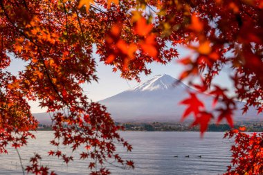 Mt. Fuji sonbaharda Kawaguchigo Gölü 'nde kırmızı akçaağaç yaprakları ile Japonya' da