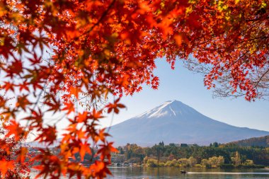 Mt. Fuji sonbaharda Kawaguchigo Gölü 'nde kırmızı akçaağaç yaprakları ile Japonya' da