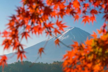 Mt. Fuji sonbaharda Kawaguchigo Gölü 'nde kırmızı akçaağaç yaprakları ile Japonya' da