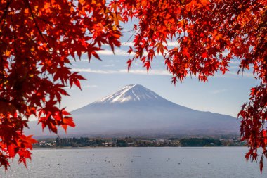 Mt. Fuji sonbaharda Kawaguchigo Gölü 'nde kırmızı akçaağaç yaprakları ile Japonya' da