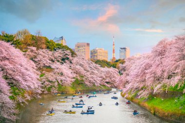 Japonya 'da Sakura mevsimi sırasında Tokyo' daki Chidorigafuchi Parkı