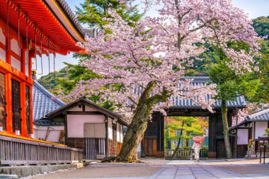 Kiyomizu-dera Tapınağı ve kiraz çiçeği mevsimi (Sakura) ilkbahar zamanı Japonya 'nın Kyoto kentinde