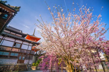 Kiyomizu-dera Tapınağı ve kiraz çiçeği mevsimi (Sakura) ilkbahar zamanı Japonya 'nın Kyoto kentinde