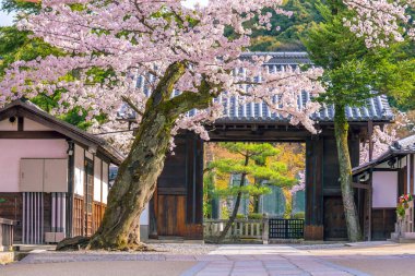 Kiyomizu-dera Tapınağı ve kiraz çiçeği mevsimi (Sakura) ilkbahar zamanı Japonya 'nın Kyoto kentinde