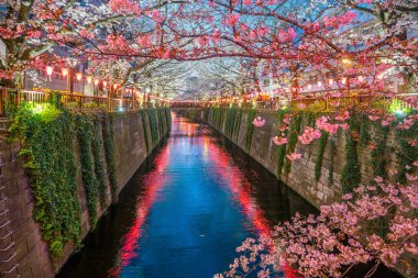 Tokyo, Japonya 'daki Meguro Kanalı' nda gece kiraz çiçeği açar.