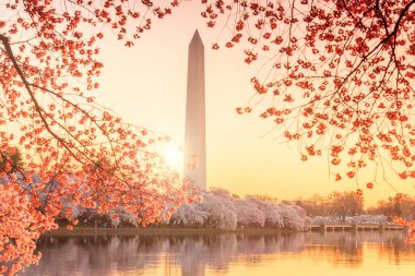Washington Anıtı Kiraz Çiçeği Festivali sırasında. Washington, DC
