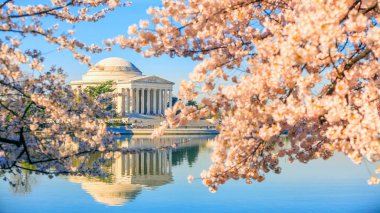 Washington DC, ABD 'de düzenlenen Kiraz Çiçeği Festivali sırasında Jefferson Memorial