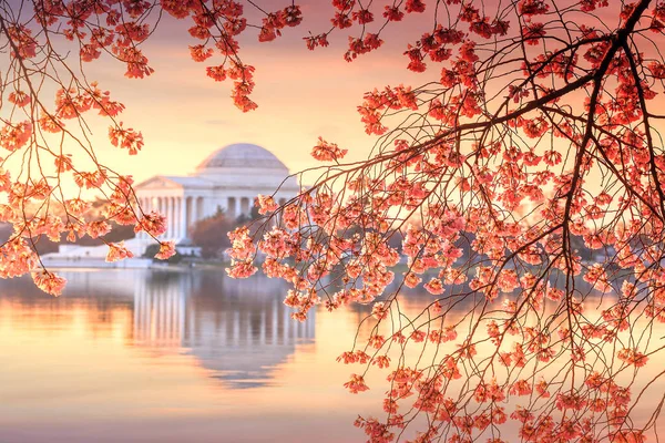 Jefferson Memorial Während Des Kirschblütenfestes Washington — Stockfoto