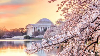 Washington DC, ABD 'de düzenlenen Kiraz Çiçeği Festivali sırasında Jefferson Memorial