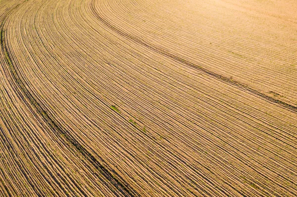 aerial view of a cane field with young plants.