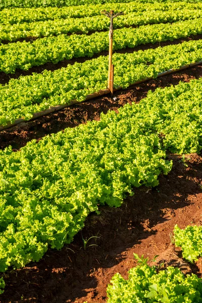 Horta Com Camas Produzindo Alface Encaracolada — Fotografia de Stock