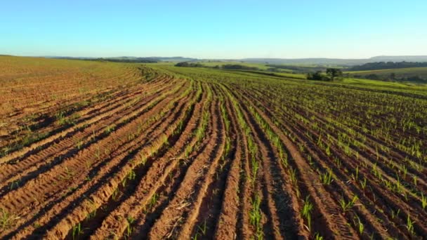 Vista Aérea Campo Caña Con Plantas Todavía Pequeñas — Vídeo de stock