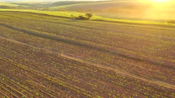 巴西日落时的甘蔗种植园 空中景观 — 图库视频影像