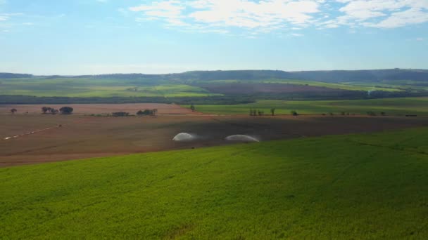 Plantación de caña de azúcar en día soleado en Brasil - vista aérea — Vídeos de Stock