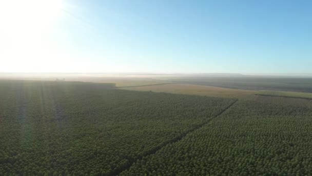 Plantación Eucalipto Día Soleado Brasil Vista Aérea Agricultura Papel Celulosa — Vídeo de stock