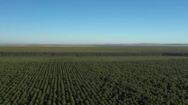 ブラジルの晴れた日のユーカリ植林地 航空ビュー セルロースペーパー農業 — ストック動画