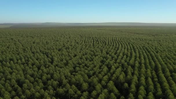 Plantación Eucalipto Día Soleado Brasil Vista Aérea Agricultura Papel Celulosa — Vídeos de Stock