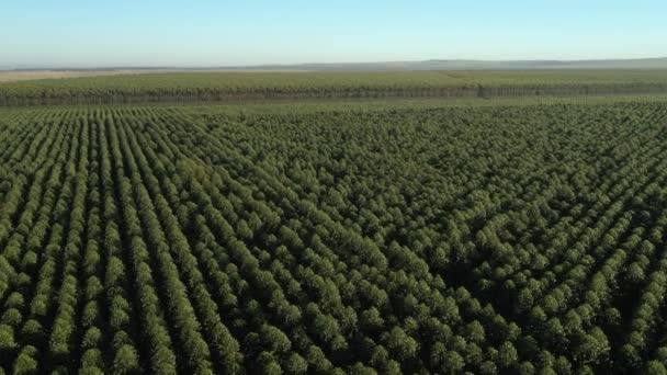 Plantación de eucalipto en día soleado en Brasil - vista aérea - Agricultura de papel de celulosa — Vídeo de stock