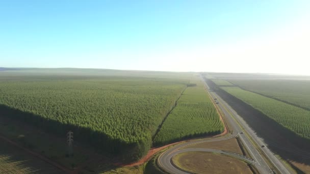 Plantación Eucalipto Junto Una Carretera Día Soleado Brasil Vista Aérea — Vídeo de stock