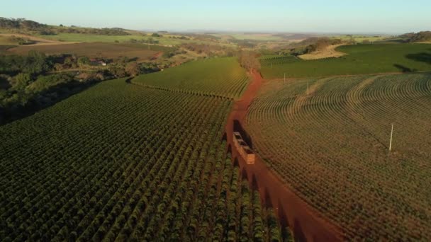 Vrachtwagen rijdt op een onverharde weg naast een koffieplantage in Brazilië - luchtfoto — Stockvideo
