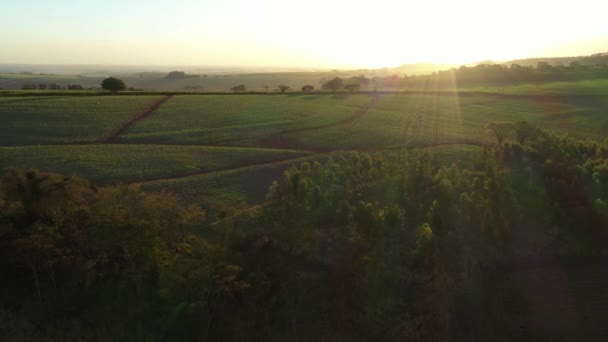 Plantación Caña Azúcar Atardecer Brasil Vista Aérea — Vídeo de stock