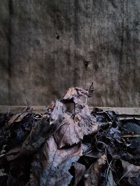 Autumn Old Dry Brown Leaves Wooden Background Sad Mood — Stock Photo, Image