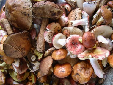 Masada taze orman mantarları var.