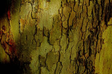 Ağaç kabuğunun arkaplan grunge dokusu