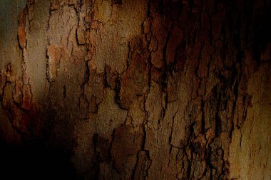 Ağaç kabuğunun arkaplan grunge dokusu