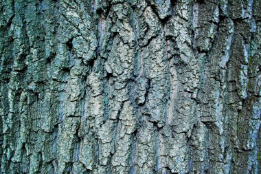 Ağaç kabuğunun arkaplan grunge dokusu