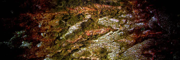Background Grunge Texture Tree Bark Closeup — Stock Photo, Image