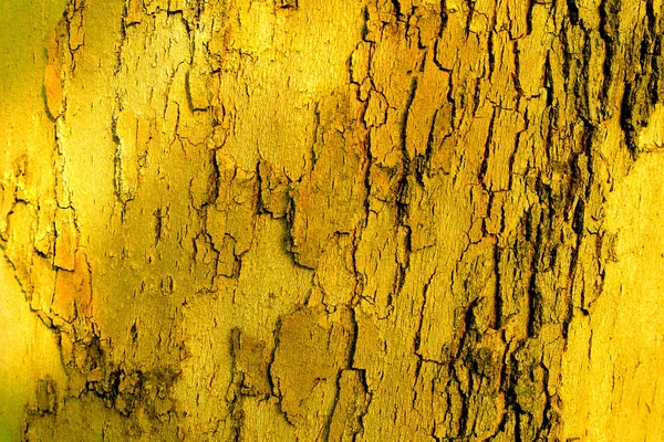 Fundo Grunge Textura Árvore Casca Closeup — Fotografia de Stock