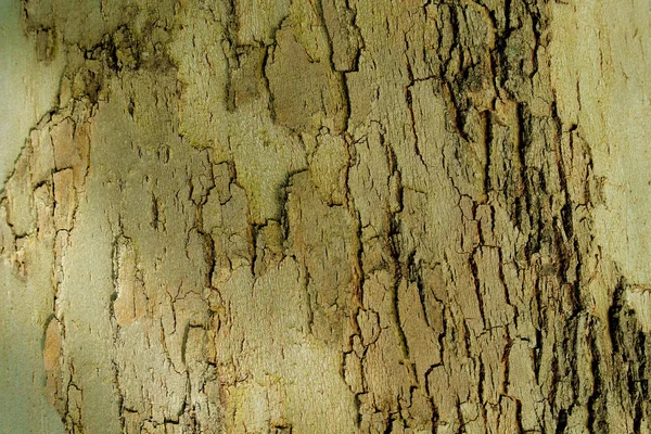Bakgrund Grunge Konsistens Träd Bark Närbild — Stockfoto
