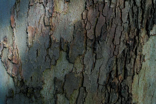 Hintergrund Grunge Textur Der Baumrinde Nahaufnahme — Stockfoto