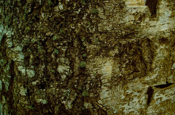 Φόντο Grunge Υφή Του Φλοιού Των Δέντρων Closeup — Φωτογραφία Αρχείου