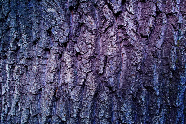 Sfondo Grunge Texture Albero Corteccia Primo Piano — Foto Stock