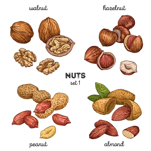 Walnut Peanut Hazelnut Almond Hand Drawn Set Nuts Colored Vector — Stock Vector