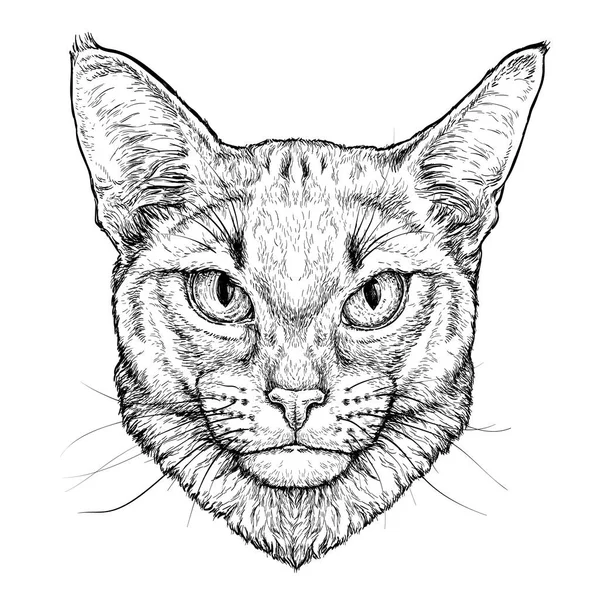 Ručně Nakreslený Portrét Habešský Kočky Vektorové Ilustrace Izolované Bílém — Stockový vektor