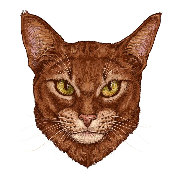 Hand Drawn Realistic Portrait Abyssinian Cat Vector Illustration Isolated White — Stock Vector
