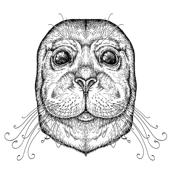 Retrato Dibujado Mano Funny Seal Ilustración Vectorial Aislada Blanco — Archivo Imágenes Vectoriales
