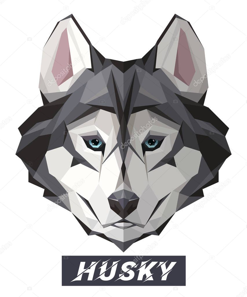 Husky Dog low poly design. Triangle vector illustration isolated in white