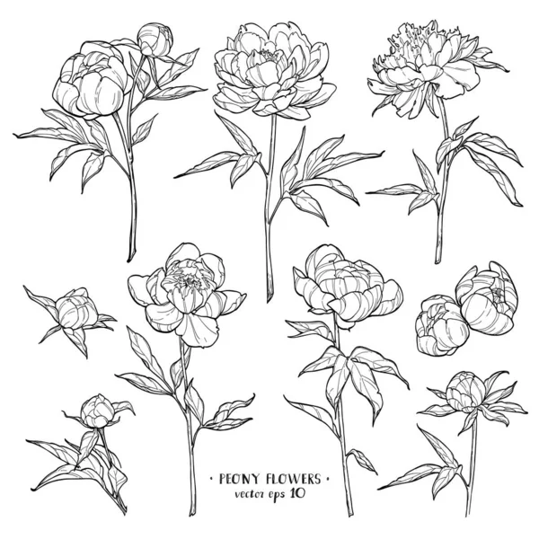 Pfingstrosenblüten Auf Weißem Hintergrund Vektor Handgezeichnete Illustration Für Einladungen Tätowierungen — Stockvektor