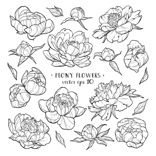Peony Flowers Set White Backgrounds Vector Hand Drawn Illustration Invitations Royalty Free Stock Vectors