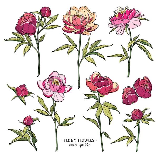 Peony Flowers Set White Backgrounds Colorful Vector Hand Drawn Illustration — Stock Vector