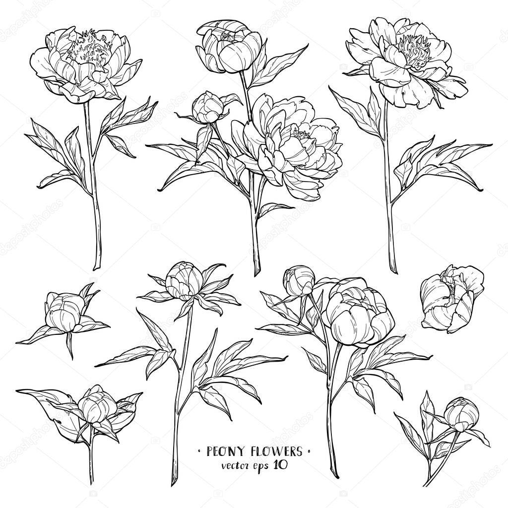 Peony flowers set on white backgrounds. Vector hand drawn illustration. For invitations, tattoo, greeting cards, decor