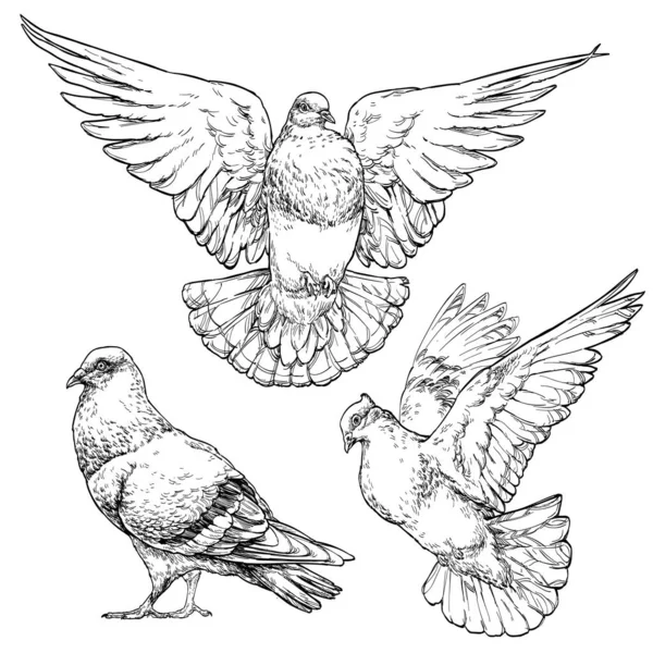 Hand Drawn Doves Pigeons Set Vector Illustration Isolated White — Stock Vector