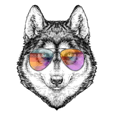 Husky Hipster el havacı güneş gözlükleriyle moda resimlerini çizdi. Vektör illüstrasyonu